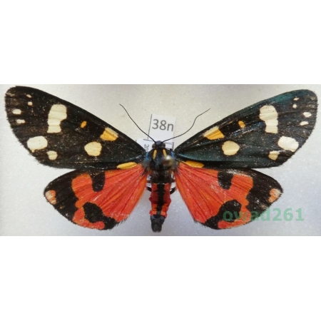 Callimorpha dominula (Linnaeus, 1758) Poland38n